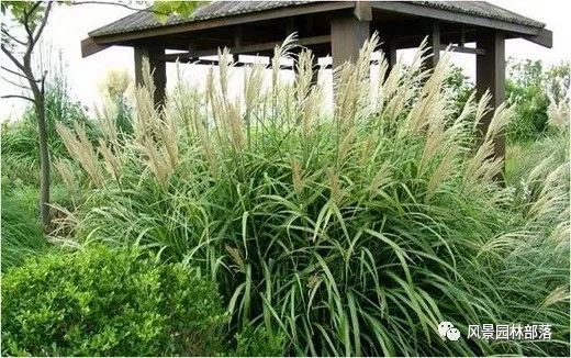 巧妙識別23種景觀設計常用觀賞草