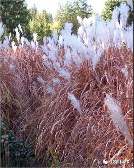 巧妙識別23種景觀設計常用觀賞草