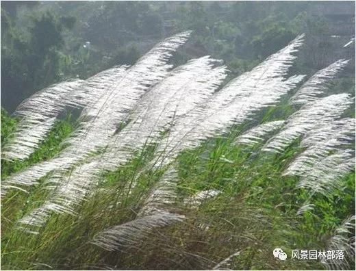 巧妙識別23種景觀設計常用觀賞草