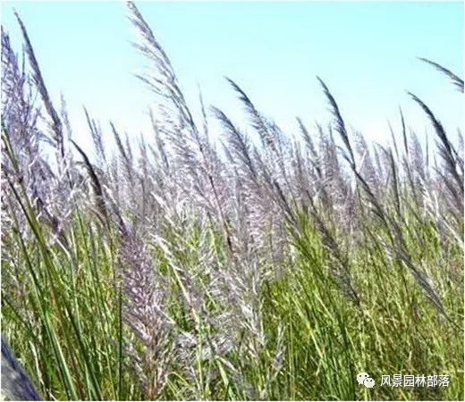 巧妙識別23種景觀設(shè)計常用觀賞草