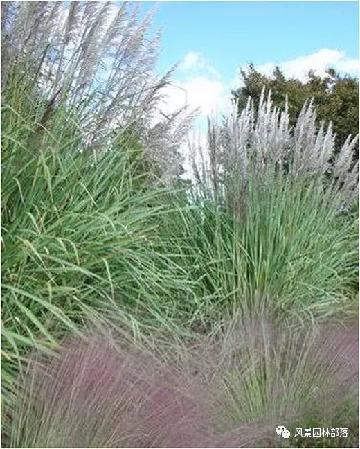 巧妙識別23種景觀設(shè)計常用觀賞草