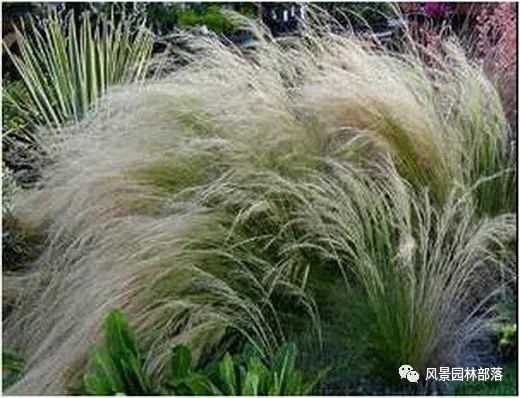 巧妙識別23種景觀設(shè)計常用觀賞草