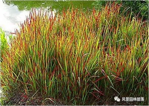 巧妙識別23種景觀設(shè)計常用觀賞草