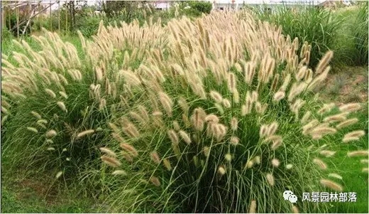 巧妙識別23種景觀設(shè)計常用觀賞草