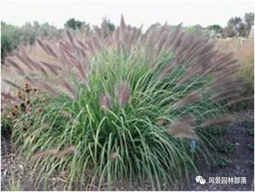 巧妙識別23種景觀設(shè)計常用觀賞草