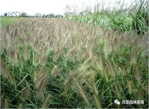 巧妙識別23種景觀設(shè)計常用觀賞草