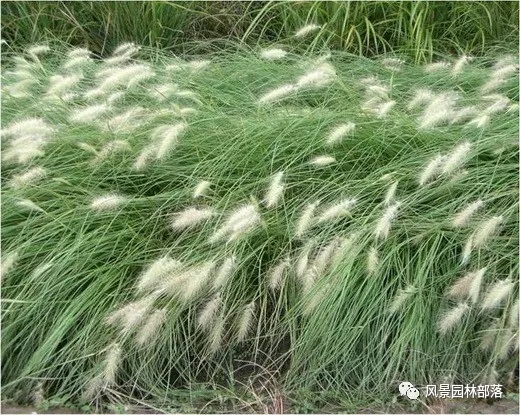 巧妙識別23種景觀設(shè)計常用觀賞草