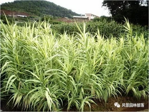 巧妙識別23種景觀設(shè)計常用觀賞草