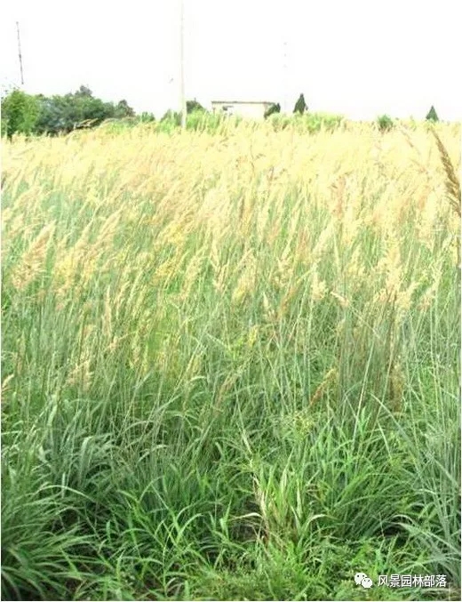 巧妙識別23種景觀設(shè)計常用觀賞草