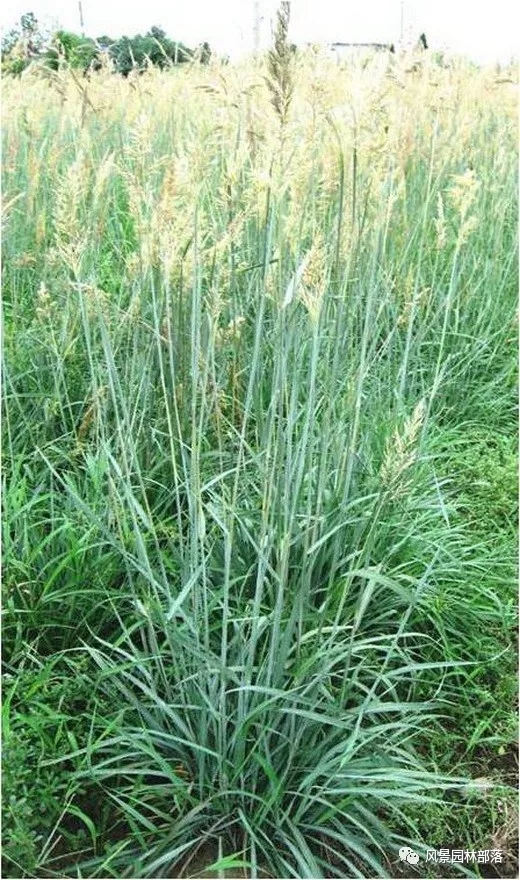 巧妙識別23種景觀設(shè)計常用觀賞草