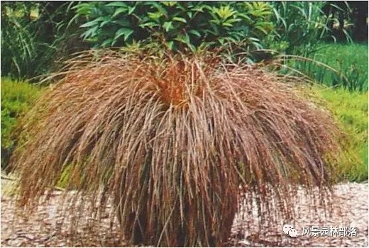 巧妙識別23種景觀設(shè)計常用觀賞草