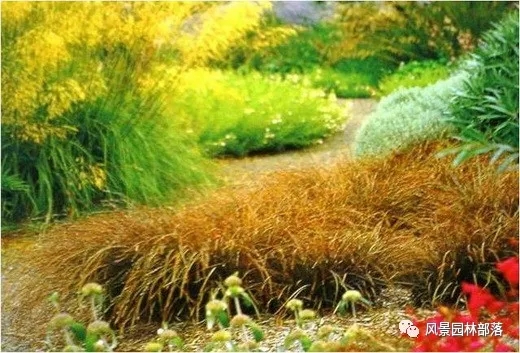 巧妙識別23種景觀設(shè)計常用觀賞草