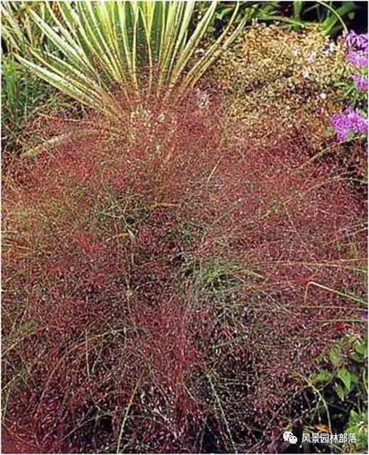 巧妙識別23種景觀設(shè)計常用觀賞草