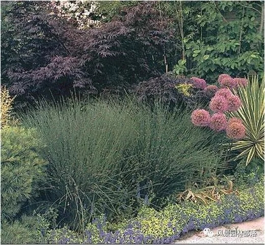 巧妙識別23種景觀設(shè)計常用觀賞草
