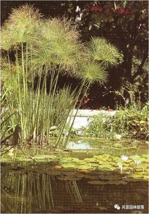 巧妙識別23種景觀設(shè)計常用觀賞草