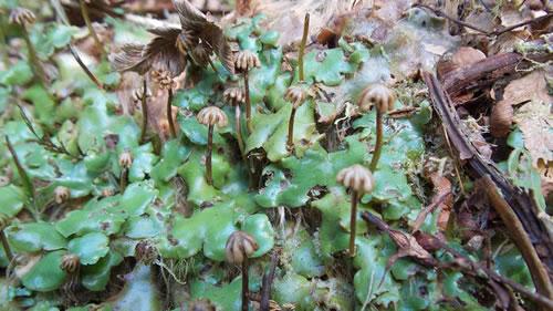 科學家認為陸地植物或誕生于5億年前