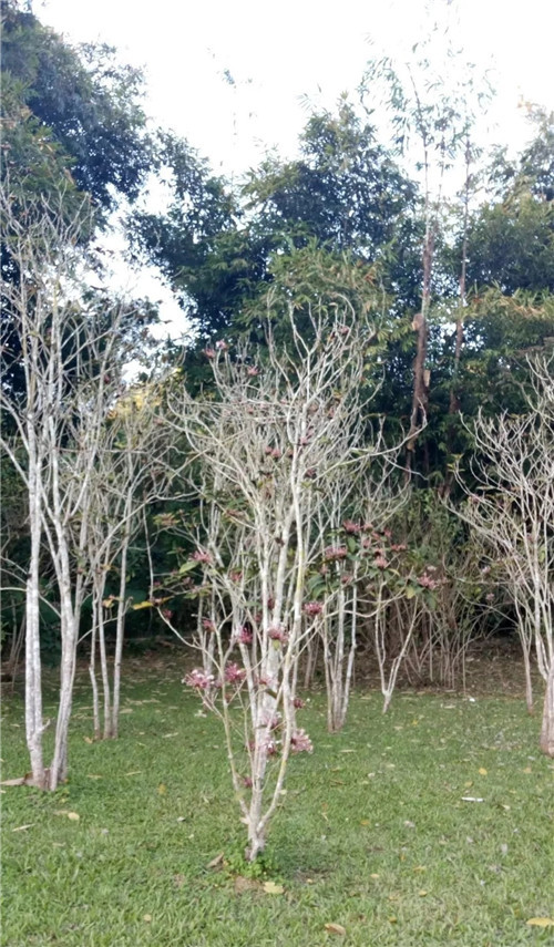 煙火樹，大青屬植物在古籍中的描述