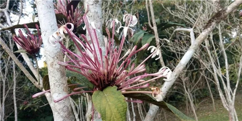 煙火樹，大青屬植物在古籍中的描述