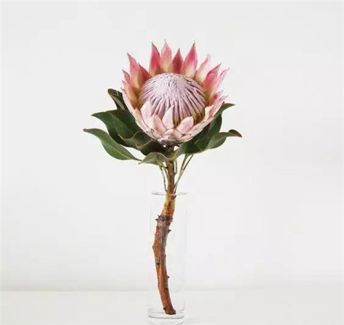 花藝中最受歡迎的10種花材，你都知道嗎？