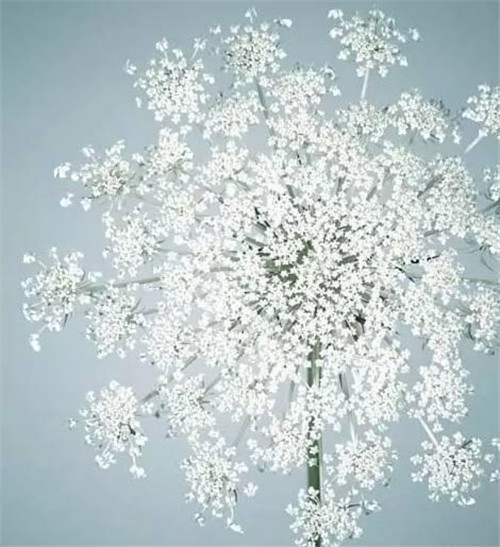 花藝中最受歡迎的10種花材，你都知道嗎？