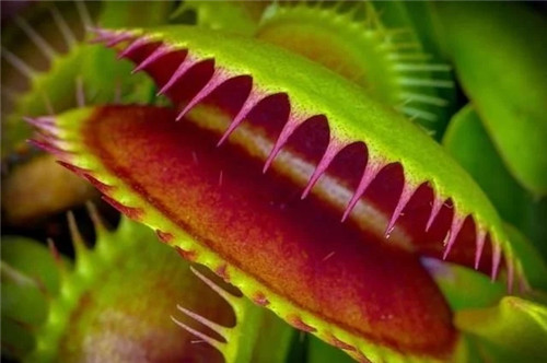 9種擁有動物行為的植物