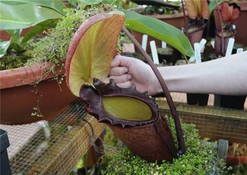 9種擁有動物行為的植物