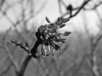“植物大熊貓”銀縷梅首次現身奉化山區
