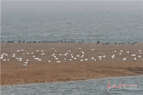大群全球性瀕危鳥類黑嘴鷗現身膠州灣濕地
