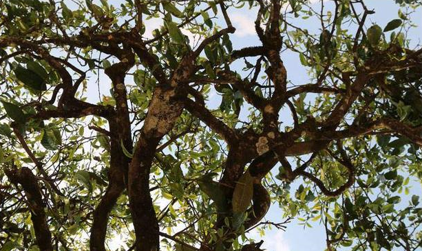 為什么市場上的古樹茶都那么貴?