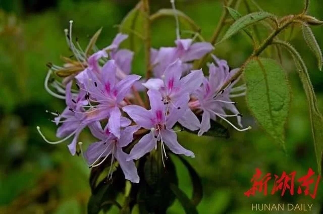杜鵑工程技術研究中心落戶省森林植物園