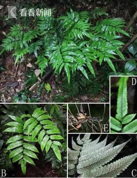 辰山植物園研究團隊發現新隱存種印禪雙蓋蕨