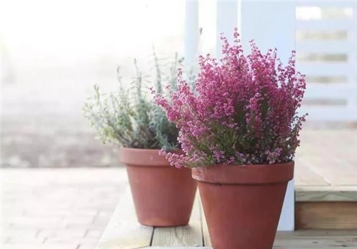 10種特別耐寒的盆栽花卉,北方冬天也凍不死