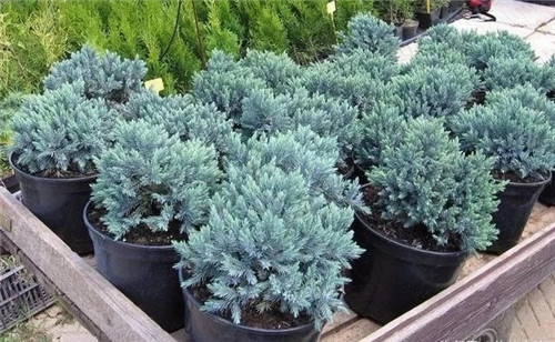 10種特別耐寒的盆栽花卉,北方冬天也凍不死