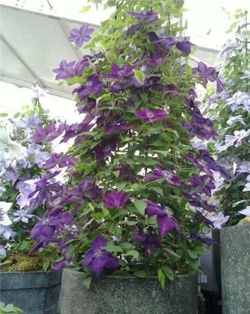 10種特別耐寒的盆栽花卉,北方冬天也凍不死