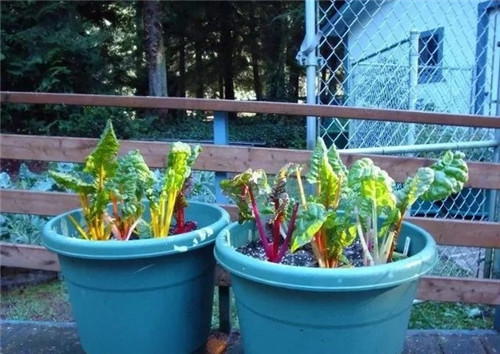 10種特別耐寒的盆栽花卉,北方冬天也凍不死