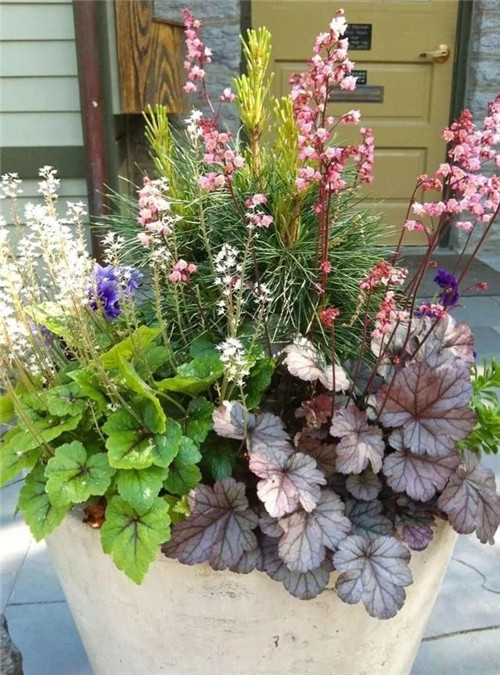 10種特別耐寒的盆栽花卉,北方冬天也凍不死