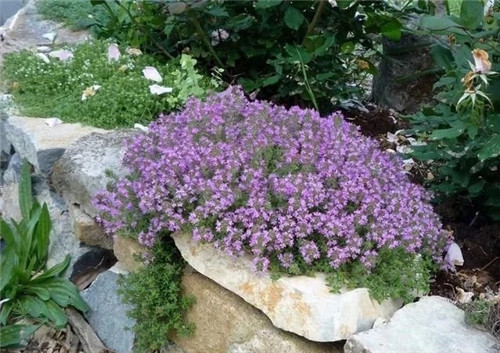 10種特別耐寒的盆栽花卉,北方冬天也凍不死