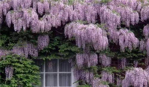 爬藤花卉種起來，夏天花開滿墻！