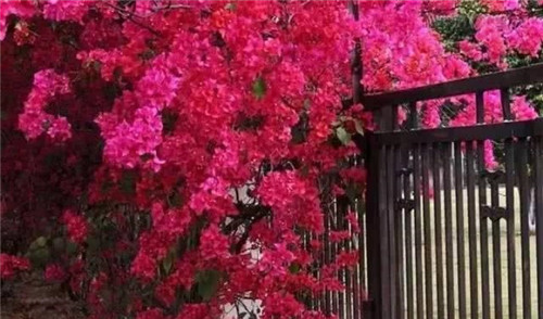 爬藤花卉種起來，夏天花開滿墻！