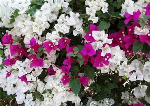 爬藤花卉種起來，夏天花開滿墻！