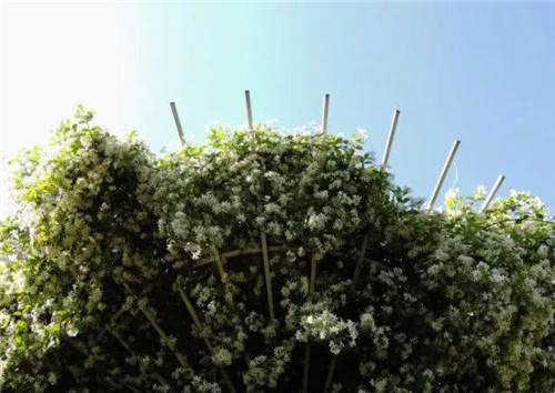 爬藤花卉種起來，夏天花開滿墻！