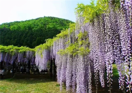 爬藤花卉種起來，夏天花開滿墻！