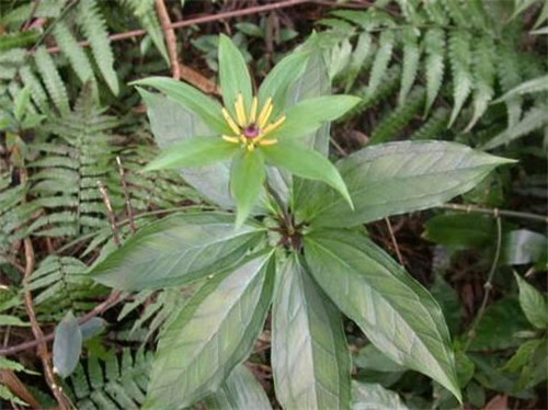 農村這種野草,它在民間的珍貴價值
