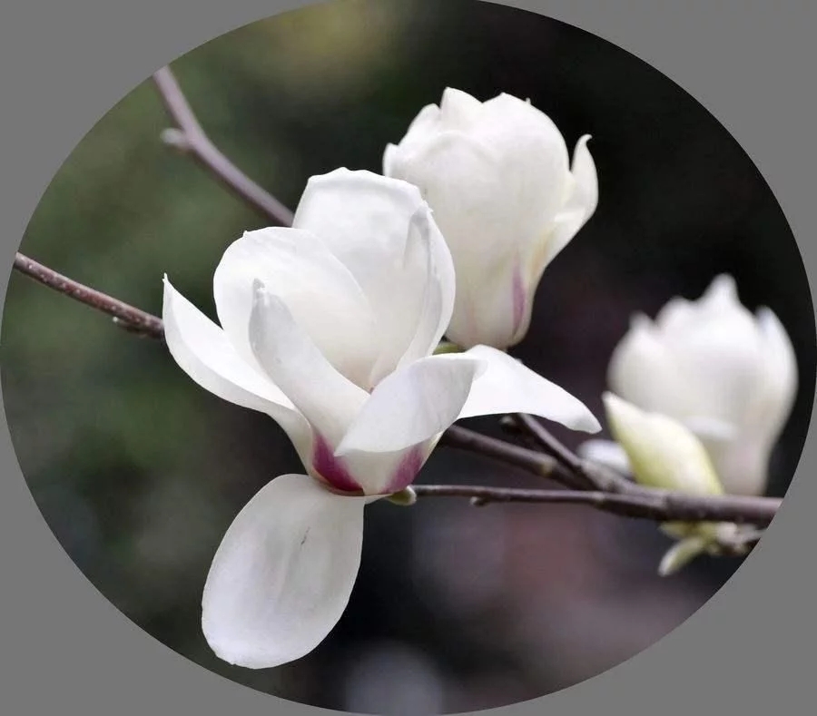 春天這種名貴花,鼻炎十個九個有效