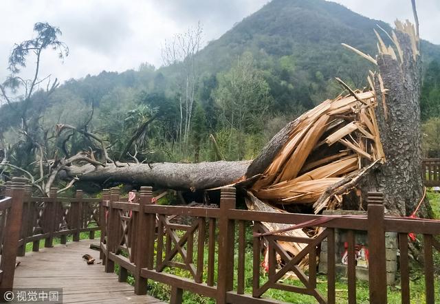 漢中一450歲“夫妻古樹”被大風刮倒
