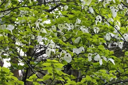植物界的大熊貓——珙桐
