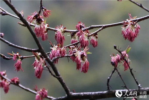 云南大理發現瀕危野生植物領春木