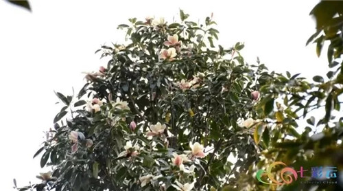 發(fā)現(xiàn)大理云龍縣發(fā)現(xiàn)國家珍稀瀕危保護(hù)植物