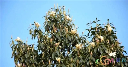 發(fā)現(xiàn)大理云龍縣發(fā)現(xiàn)國家珍稀瀕危保護(hù)植物