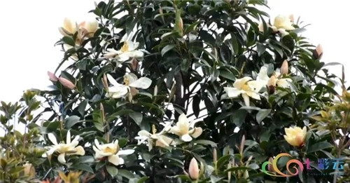 發(fā)現(xiàn)大理云龍縣發(fā)現(xiàn)國家珍稀瀕危保護(hù)植物